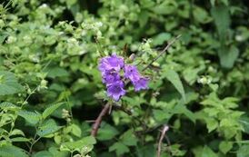 Spacer tematyczny 1 sierpnia 15